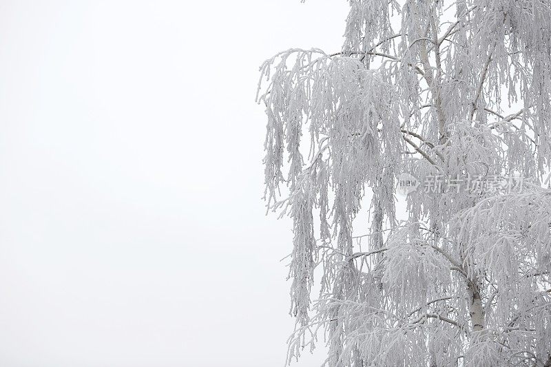 雪和霜覆盖了树枝