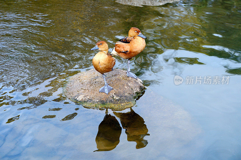 湖面上两只野鸭的倒影