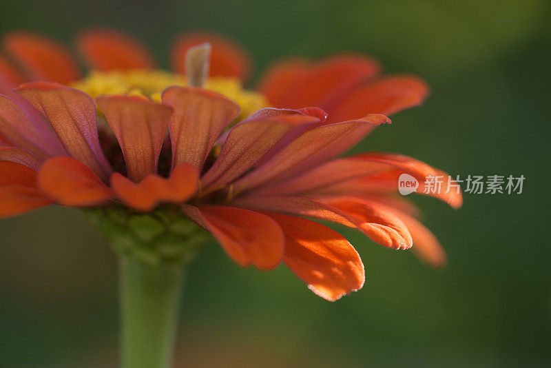 橙色黄花菜特写镜头