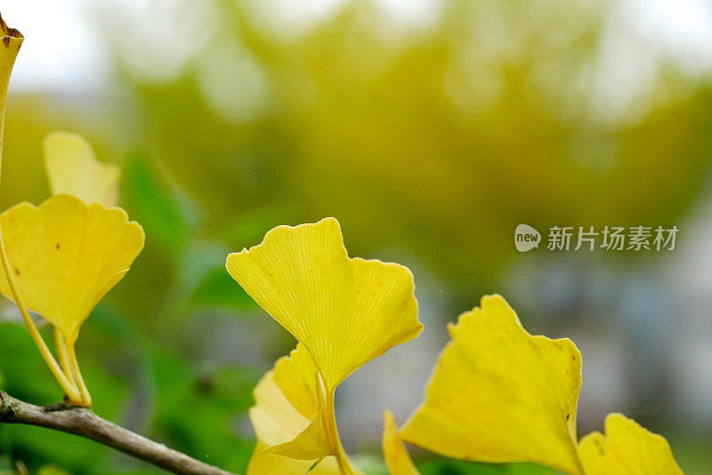 Gingko树叶