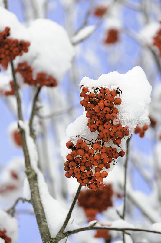 白雪覆盖着红玫瑰果