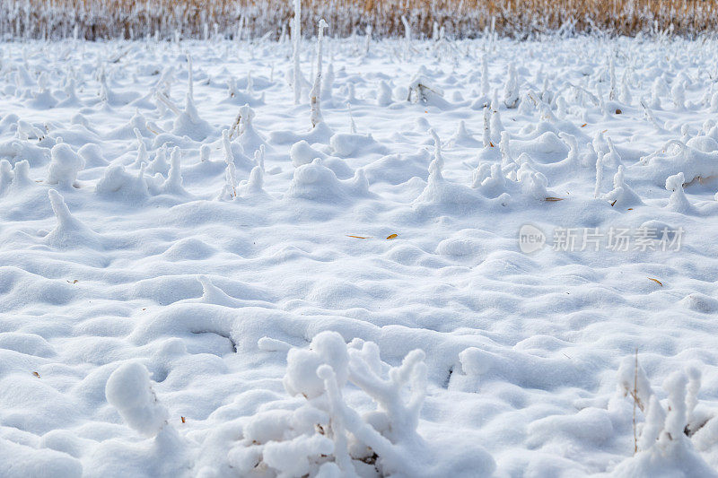 雪中的玉米地