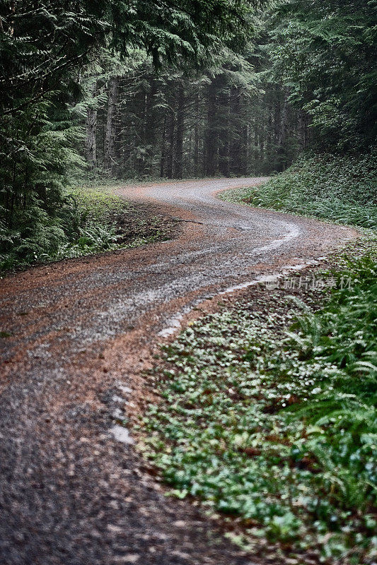 狭窄曲折的道路穿过森林