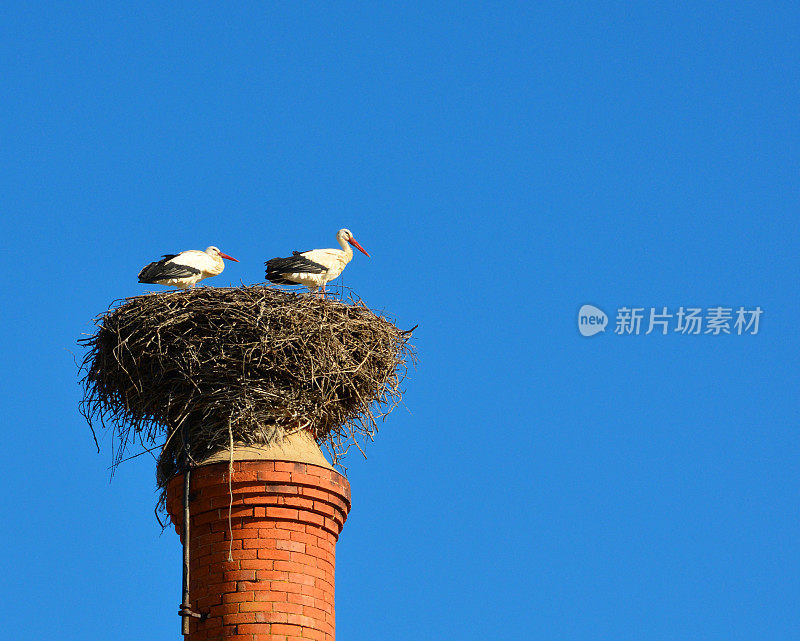 一对白鹳——白鹳在葡萄牙阿尔加维的一个红砖烟囱上筑巢