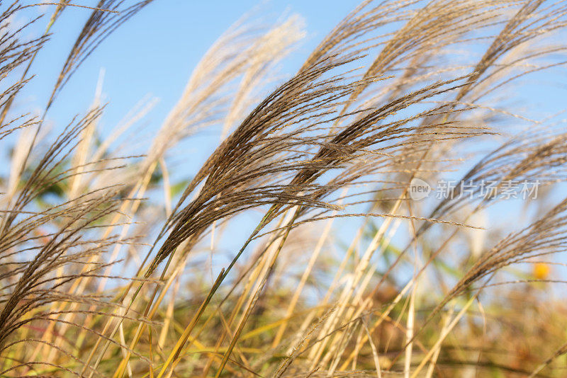 Miscanthus-Shining银草