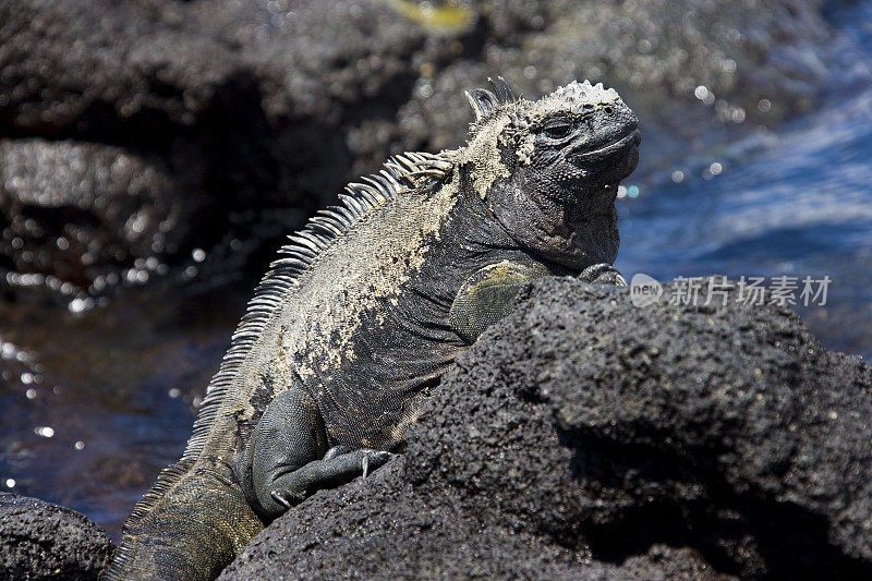 海鬣蜥-加拉帕戈斯群岛-厄瓜多尔