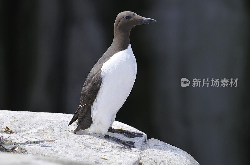 白喉(乌里亚阿尔热)