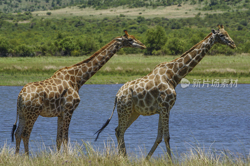 南非兰尼斯堡国家公园的野生长颈鹿