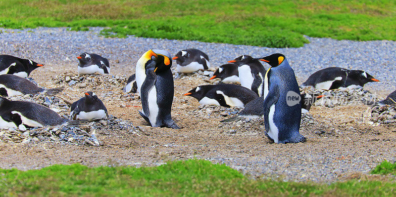 巴布亚企鹅群沿着一个僻静的岛屿，火地岛，阿根廷-南美