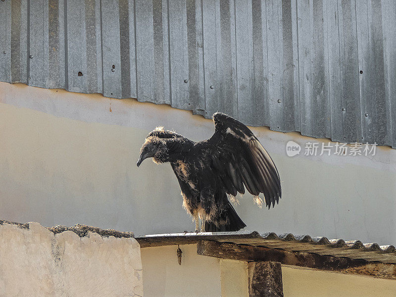 黑色秃鹫展开翅膀