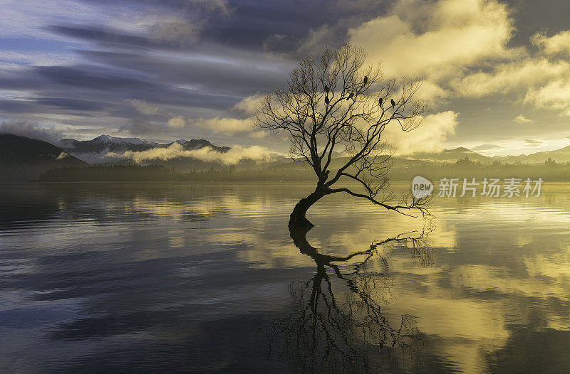 黎明接近新西兰瓦纳卡湖的树