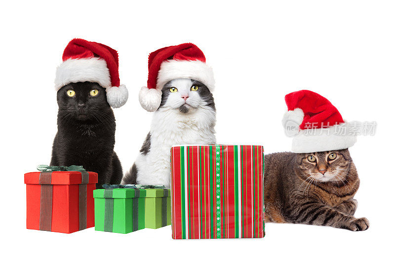 三只猫和圣诞礼物