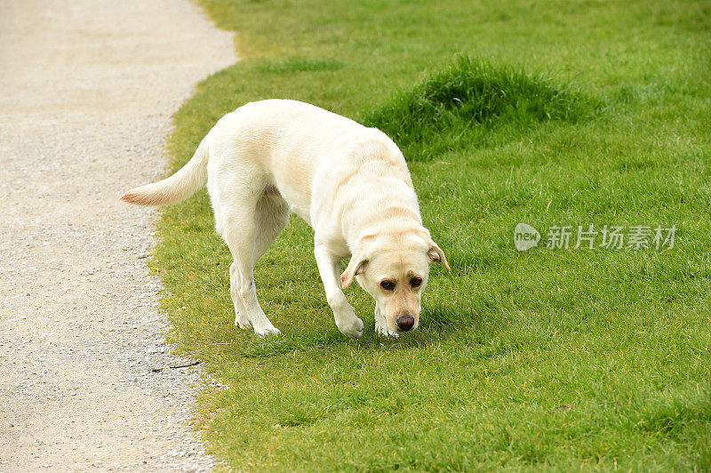 英国乡村的拉布拉多寻回犬