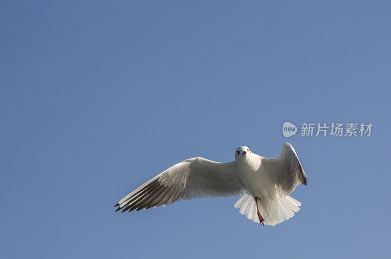 野生海鸥飞过土耳其伊斯坦布尔的博斯普鲁斯海峡