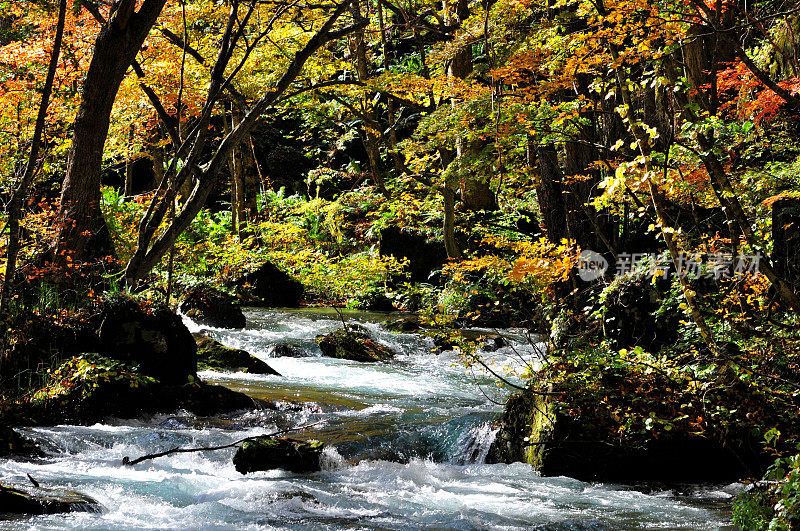 日本青森市秋天的磐濑山溪