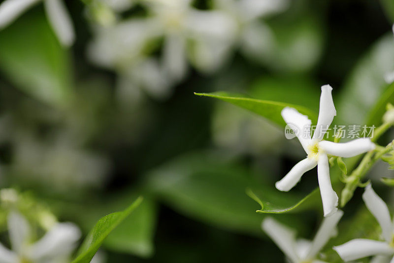 明星茉莉花