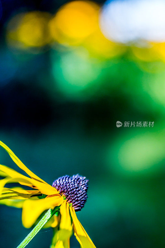 Rudbeckie花，背景为黄色和绿色