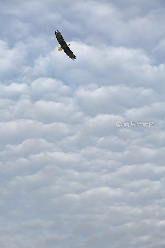 在壮观的天空中飞翔的秃鹰