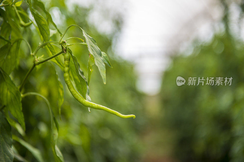 温室里绿色辣椒的特写镜头