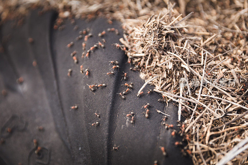 蚂蚁在轮胎上爬行