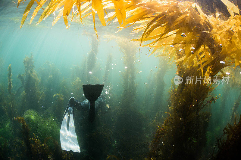 在美丽的加利福尼亚海洋中，一名男子在水下用矛捕鱼