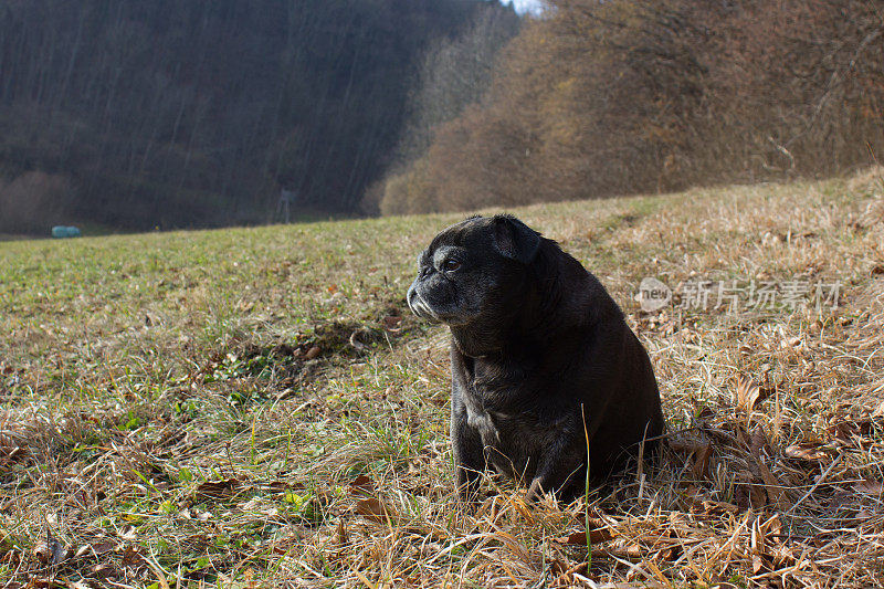 名叫阿得海德的哈巴狗拖着冬日的阳光在田野上放松