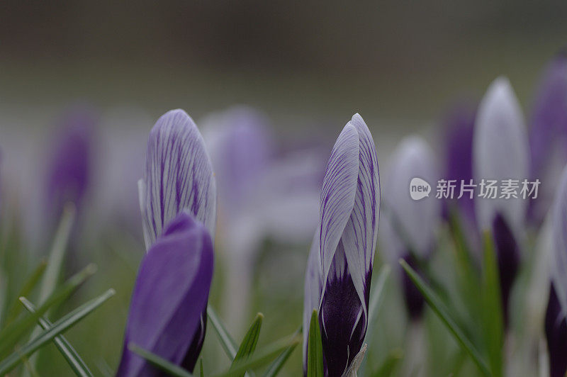 新鲜的紫番红花