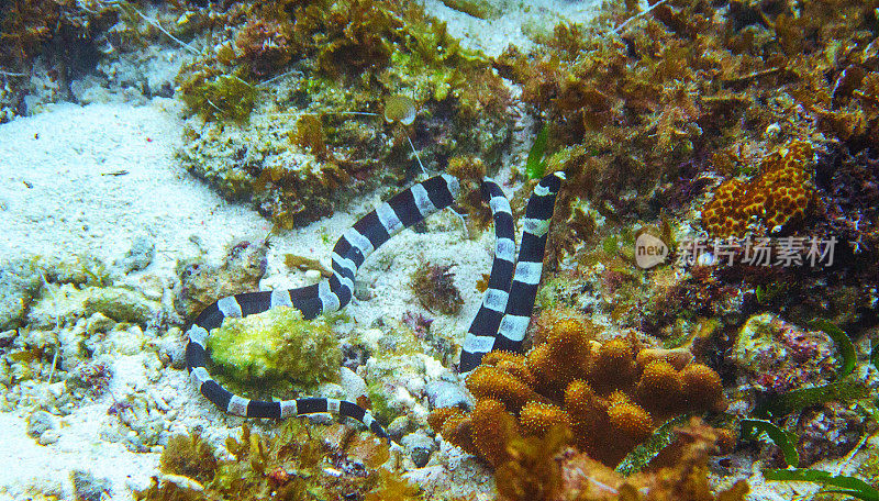水下黑白海蛇照片。危险的海洋动物。