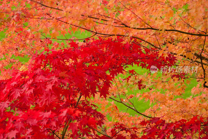 两颗色彩鲜艳的日本枫树