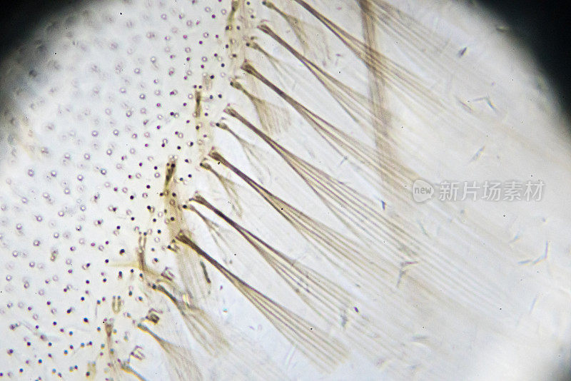 显微镜下的蚊子翅膀