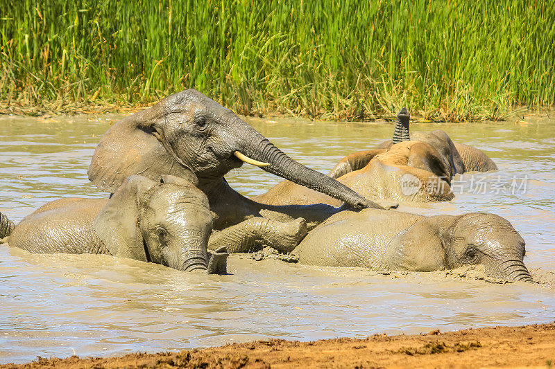 泥里的非洲象