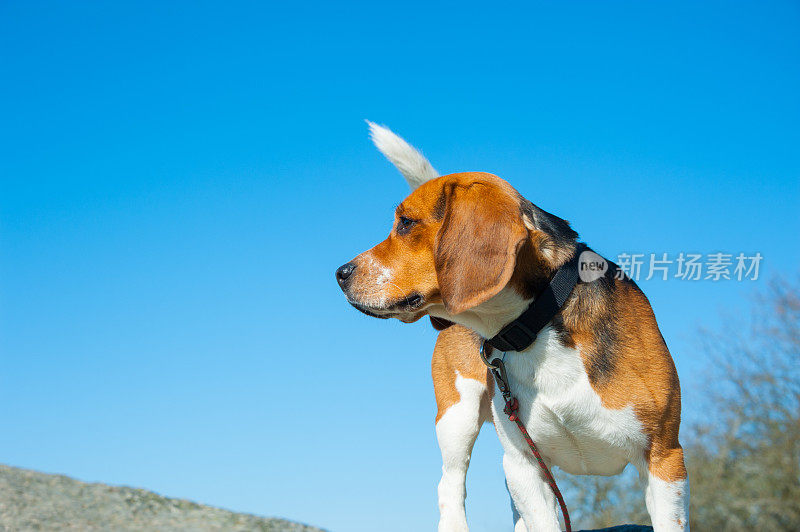 小比格犬在探索