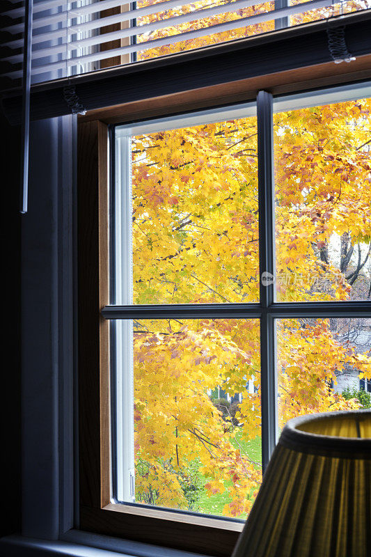 楼上卧室窗户上的秋黄枫叶