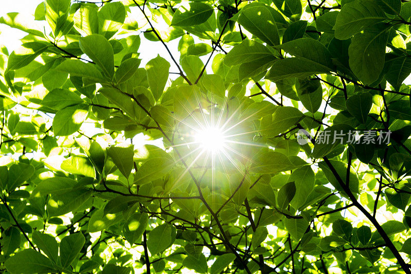 阳光透过茂密的森林植物