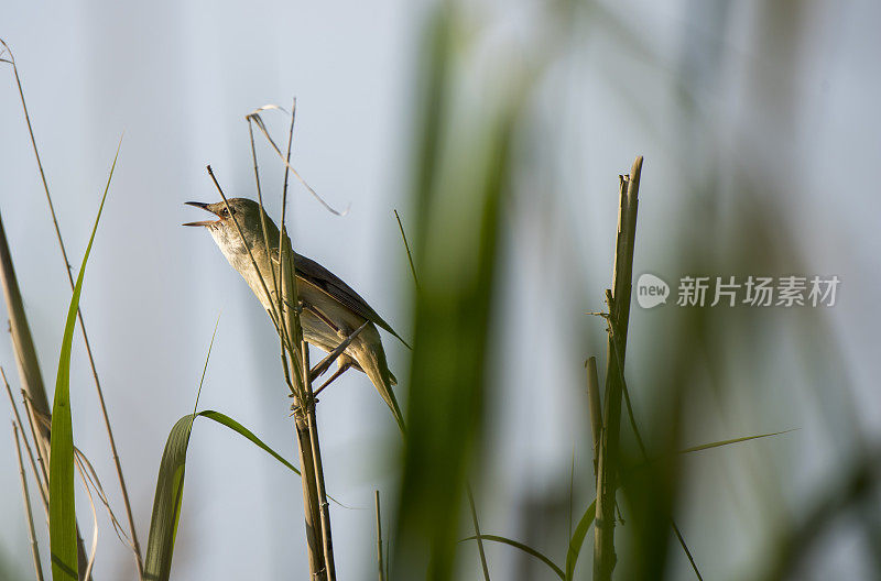 大苇林莺(苇林莺)