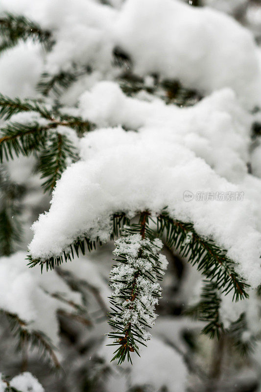 冬天树上的雪，冬天的背景