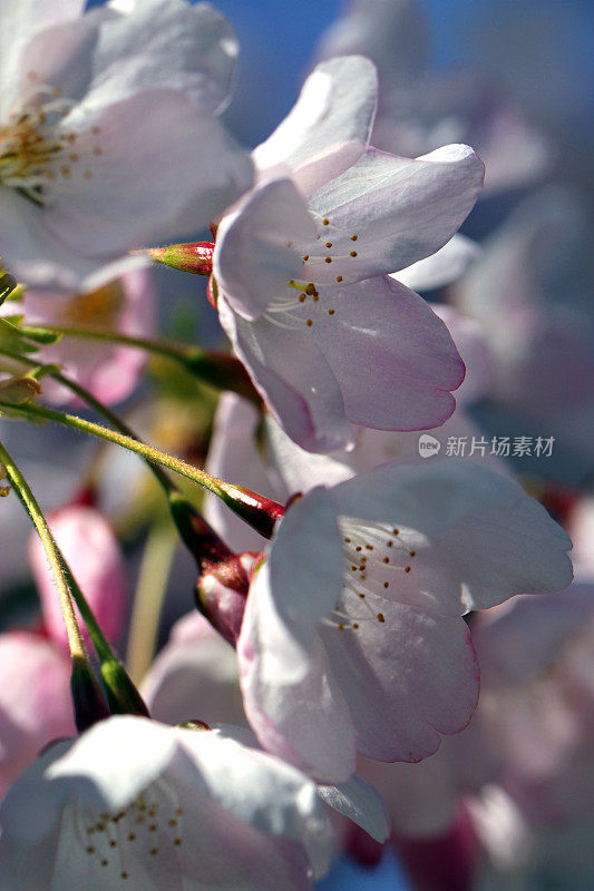 夏天晃来晃去的