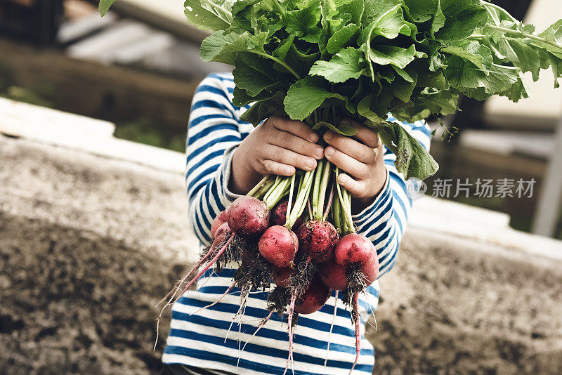 小男孩在温室里种菜