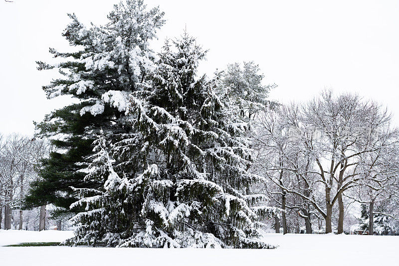 冬天的风景有常青树和新鲜的雪