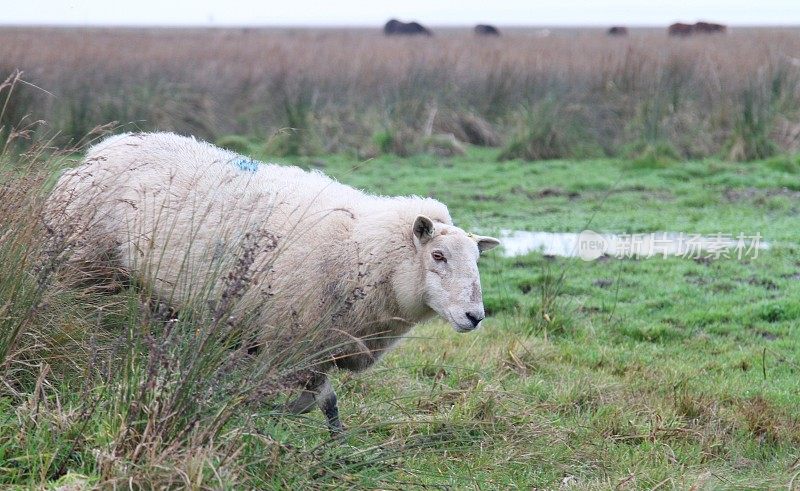威尔士农村盐沼上的绵羊