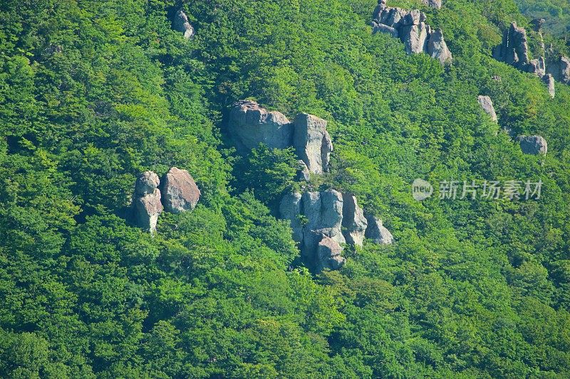 汉拿山，杜鹃花，春天