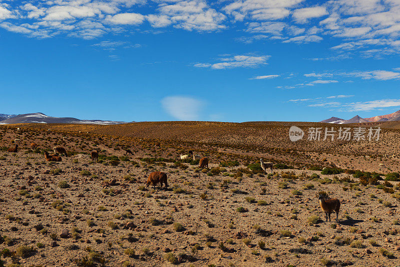 大羊驼放牧-阿塔卡马地区-安第斯山脉-景观-高山