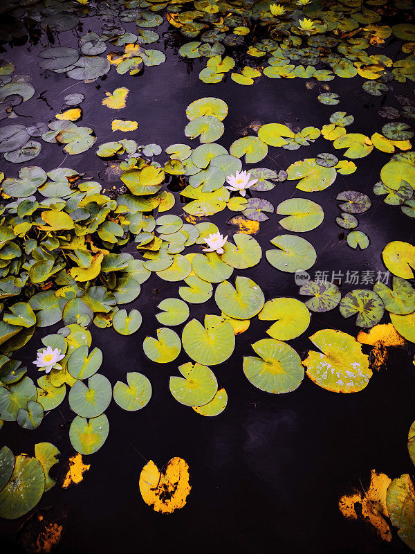 睡莲垫池塘花园秋水秋水湖泊水景