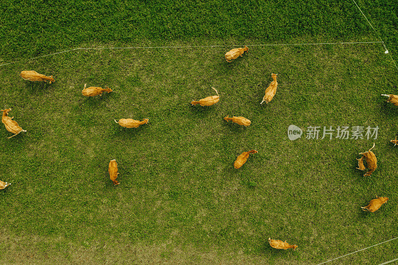 鸟瞰图的牧场与奶牛