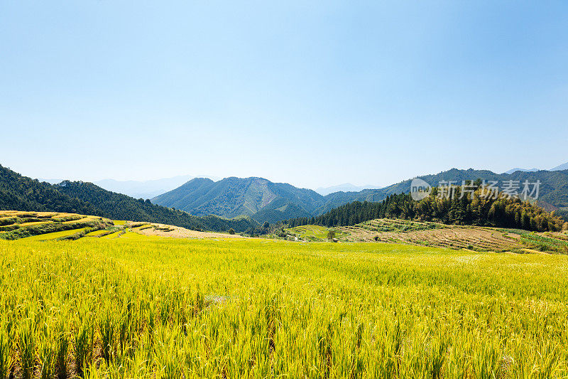 美丽的梯田景观