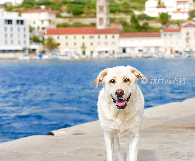 克罗地亚的拉布拉多寻回犬