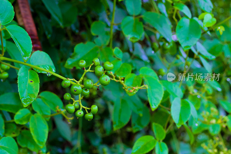 热带榕属植物botryocarpa进行筛选。山核桃科，榕树科，是桑科木本乔木、灌木、藤本、附生植物和半附生植物约850种的属