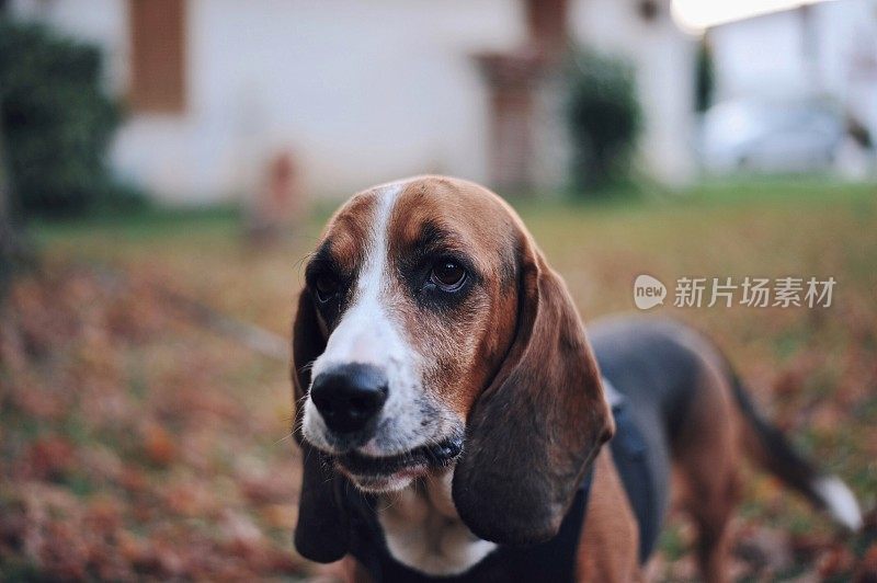 巴吉度猎犬纯种坐犬