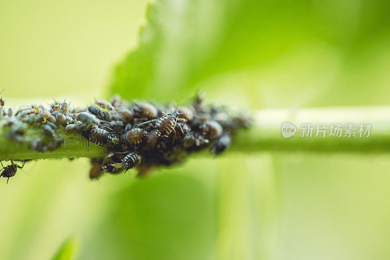 接骨木叶茎上的黑色蚜虫