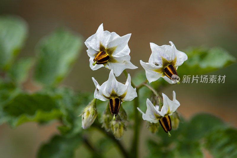 一种食用植物花VD700